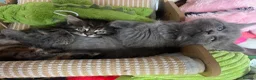 Maine Coon cats for sale: 5 Beautiful half Maine coon kittens  in Aldershot - Advert 8