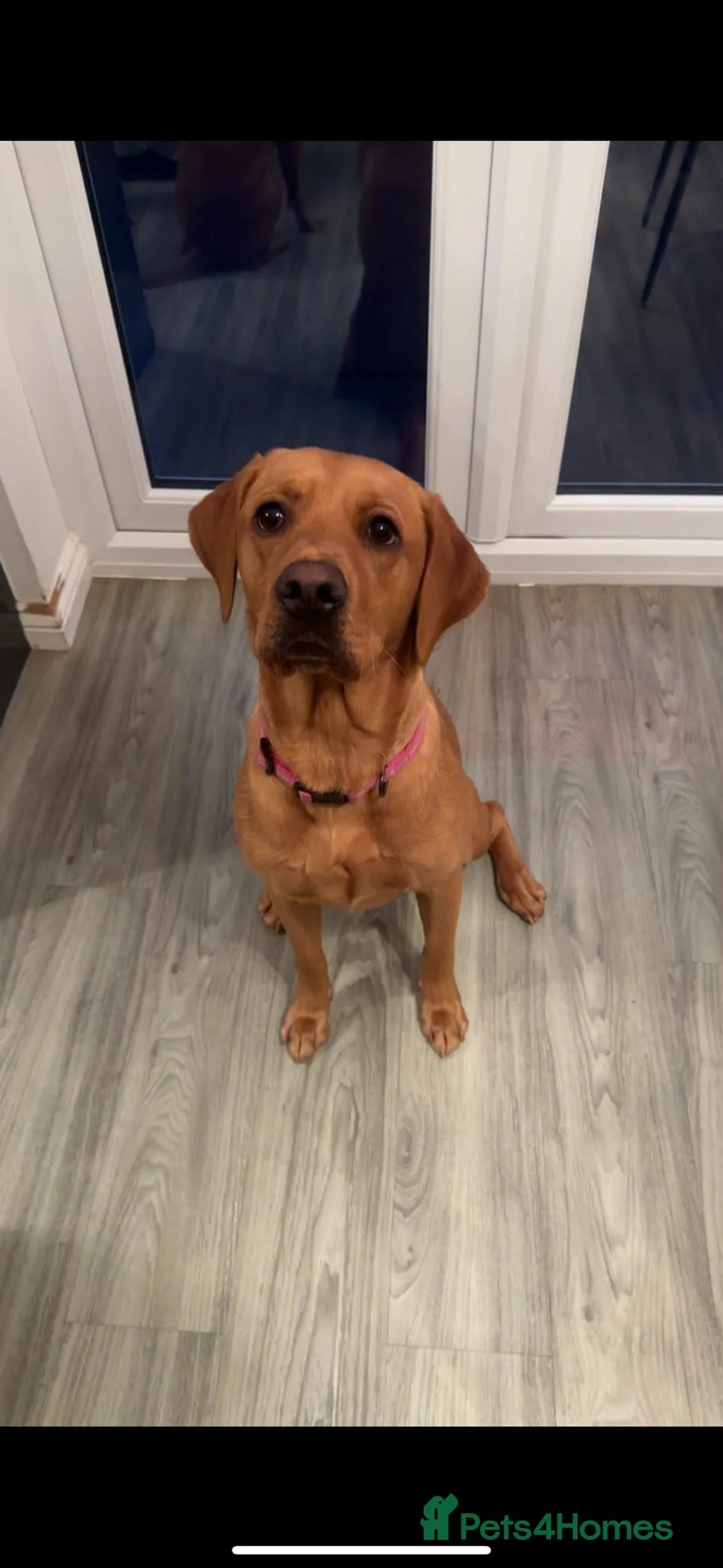 Labrador Retriever dogs for sale: Foxy Red Labrador Puppies in Kilmarnock - Advert 2