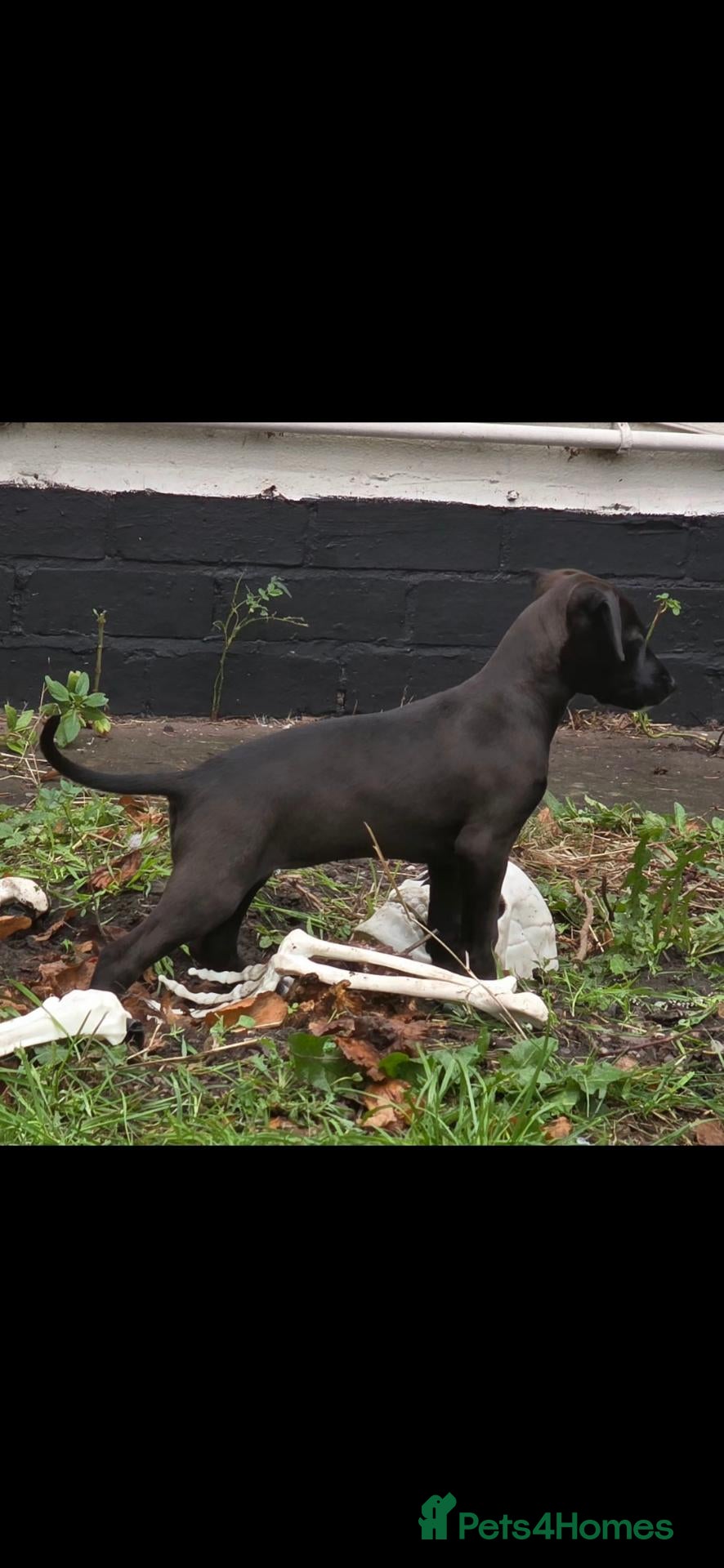 Mixed Breed dogs 1 EBT x Whippet male - Advert 2