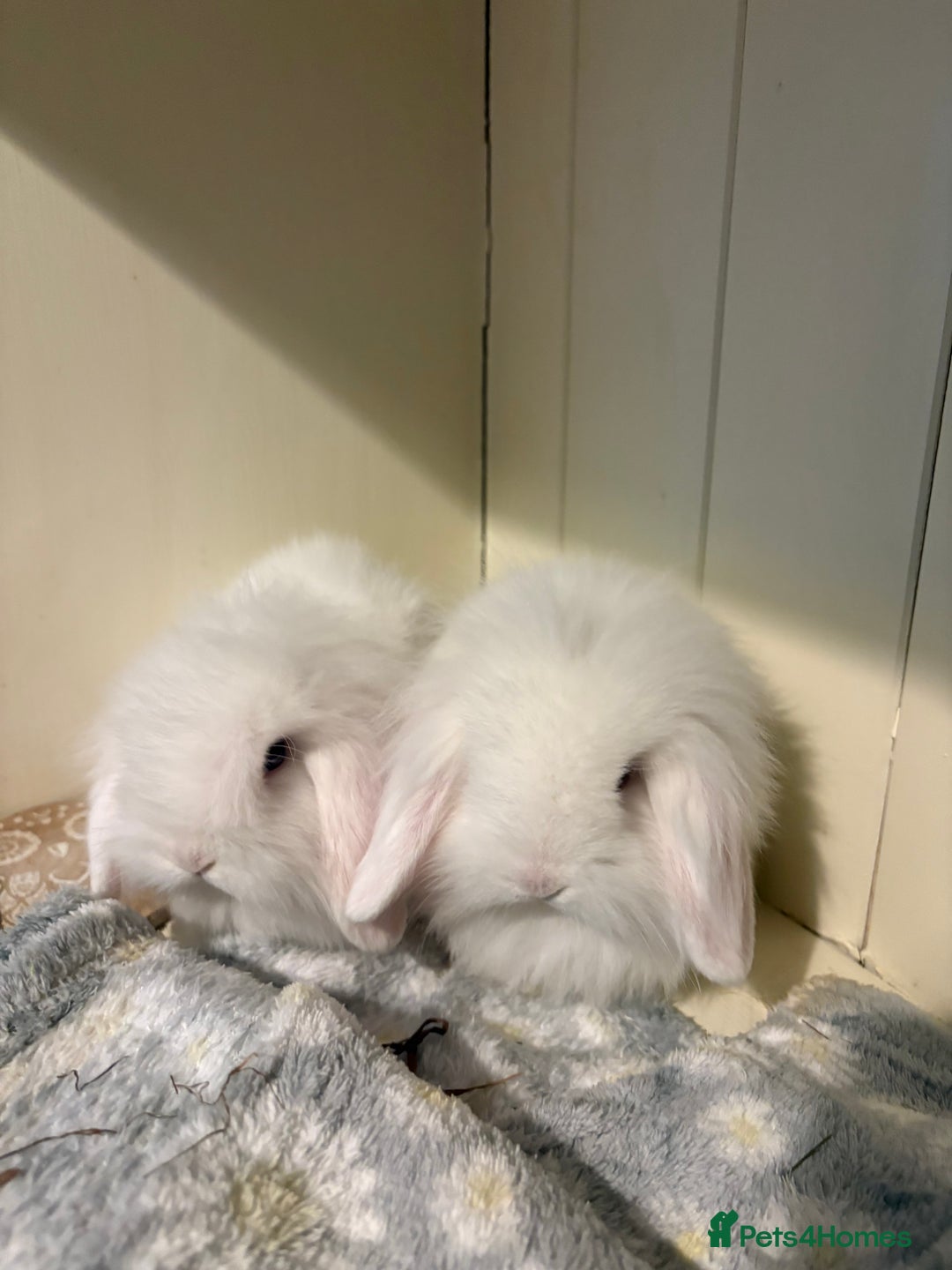 Mini Lop rabbits for sale: Vaccinated/raised indoors, mini lops and lion lop  - Advert 10