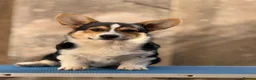 Welsh Corgi Pembroke dogs for sale: Quality Corgi pembroke  available for loving homes - Advert 9