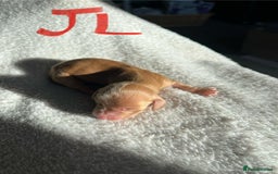 Miniature Dachshund dogs for sale: Waitlist Open! KC Miniature Long Haired Dachshunds - Image 8