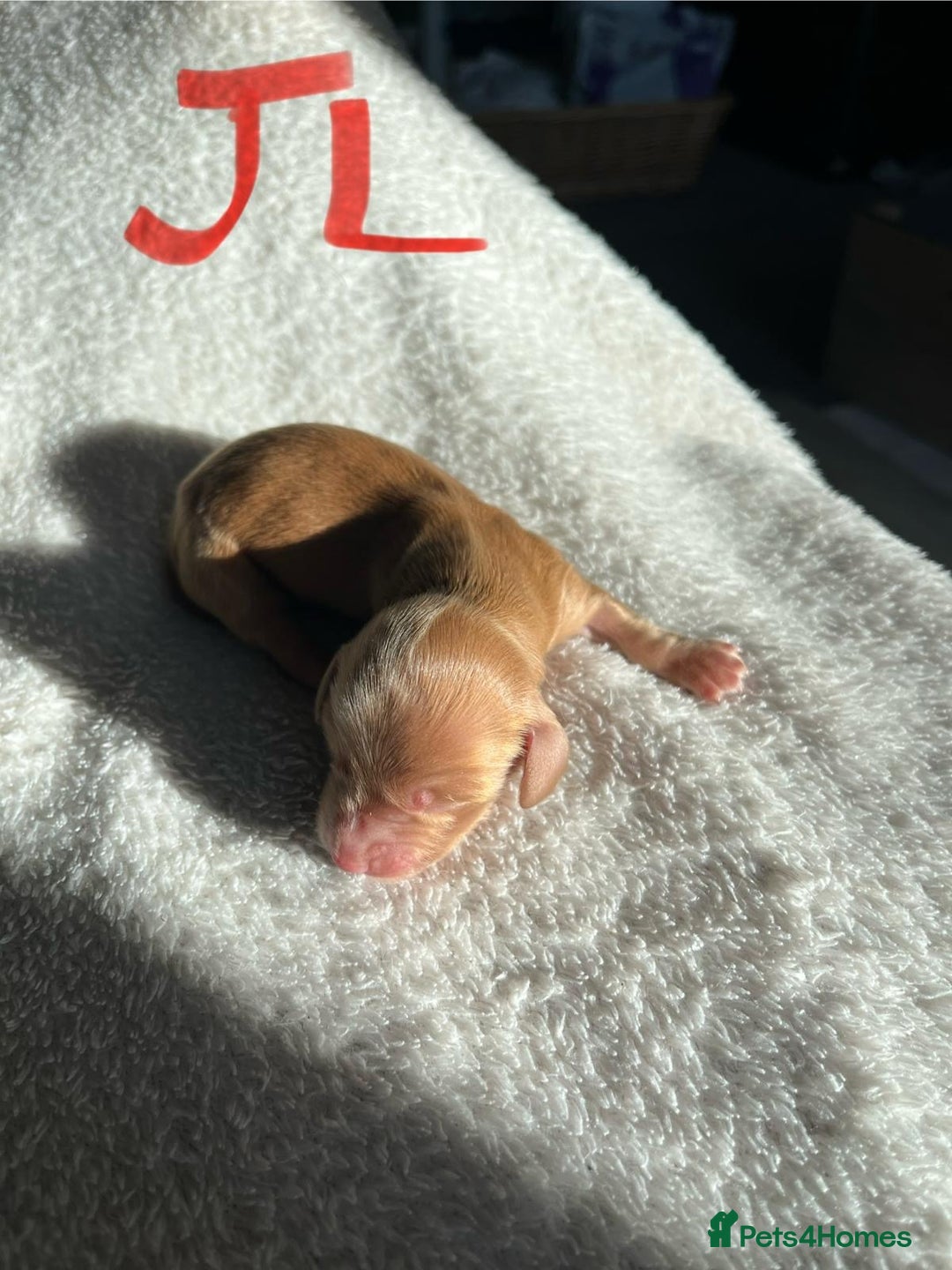 Miniature Dachshund dogs for sale: Waitlist Open! KC Miniature Long Haired Dachshunds - Image 8