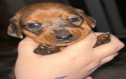 Miniature Dachshund dogs for sale: Stunning miniature dachshund  - Image 3