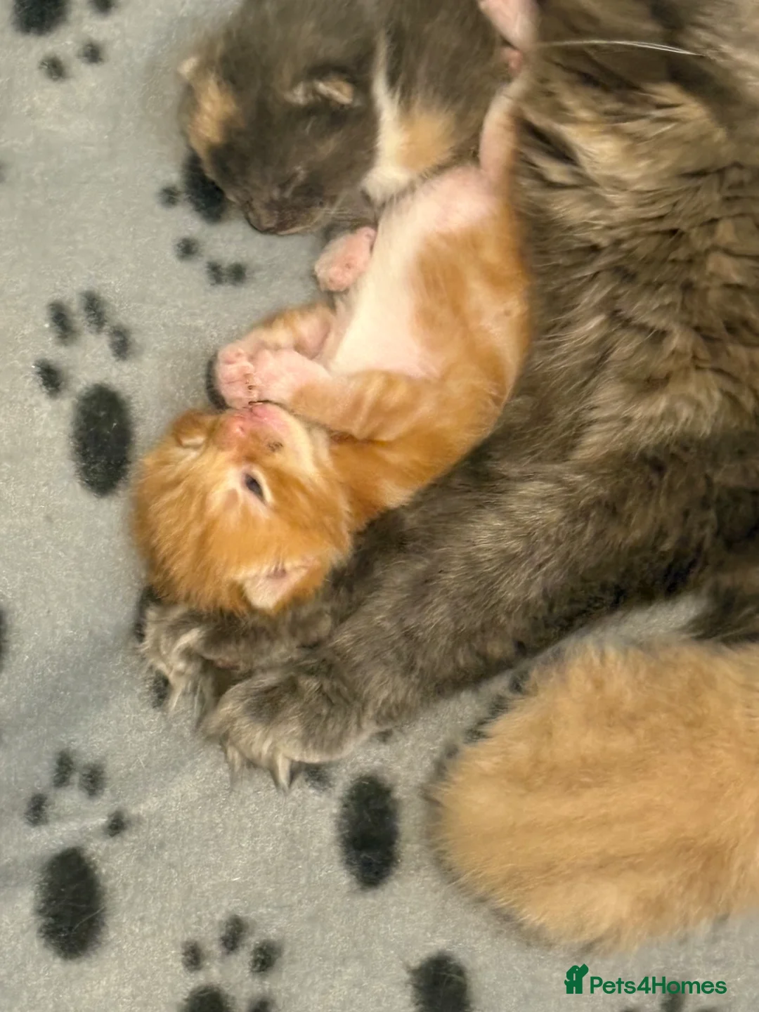 Maine Coon cats for sale: Beautiful Maine Coon kittens  in Poole - Advert 2