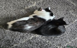 Domestic Shorthair cats for sale: 2 Adult Cats (1 male/1 female). FREE TO GOOD HOME - Image 2