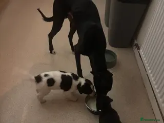 Whippet dogs Whippet puppies - Advert 4