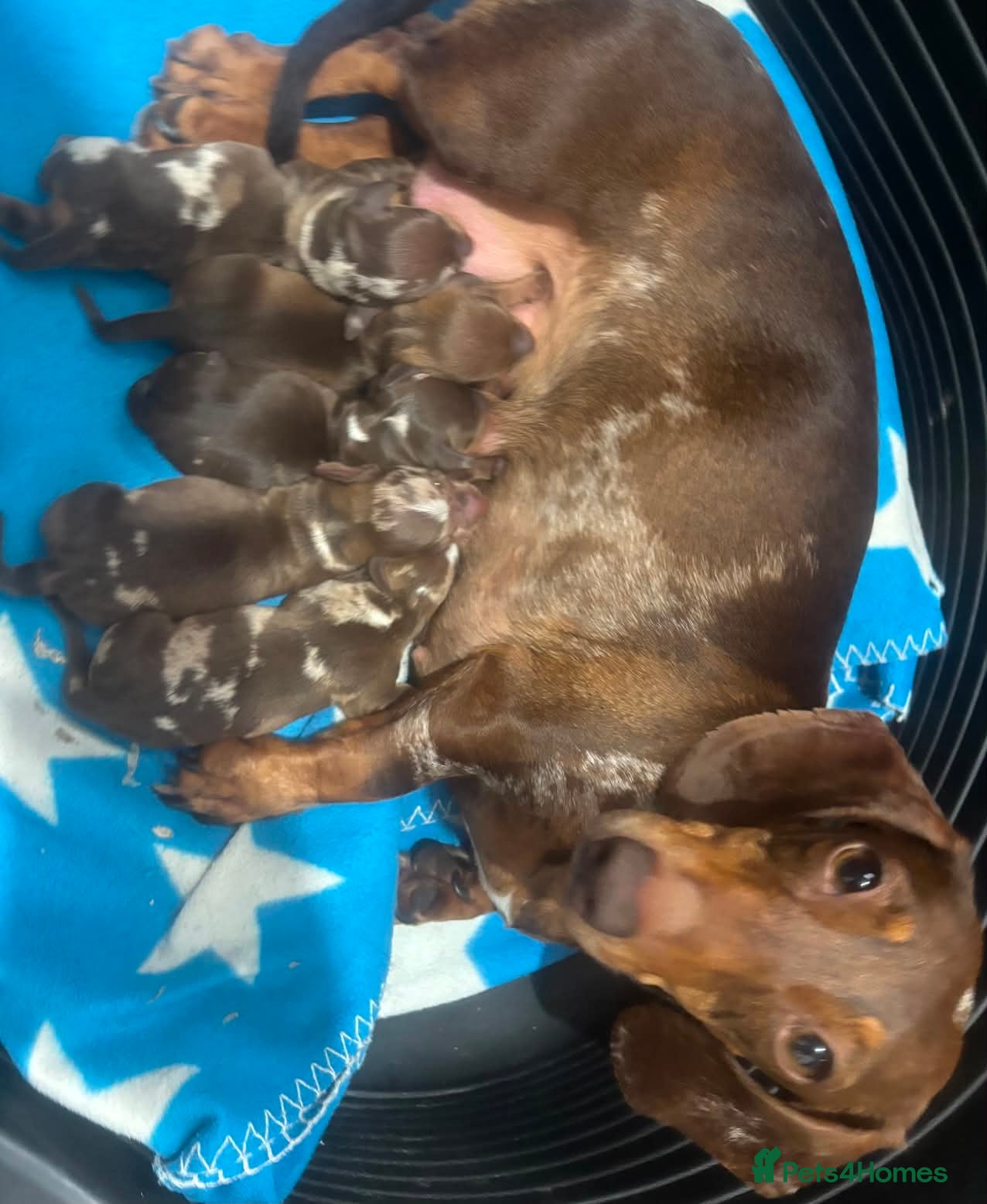 Miniature Dachshund dogs KC MINIATURE DACHSHUND PUPPIES  - Advert 1