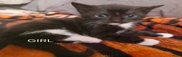 Mixed Breed cats for sale: KITTENS FOR SALE in Bristol - Advert 5