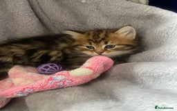 Bengal cats for sale: ‼️ RESERVED  ‼️Bengal x Persian  - Image 18
