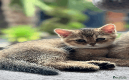 British Shorthair cats for sale: British shorthair - Image 11