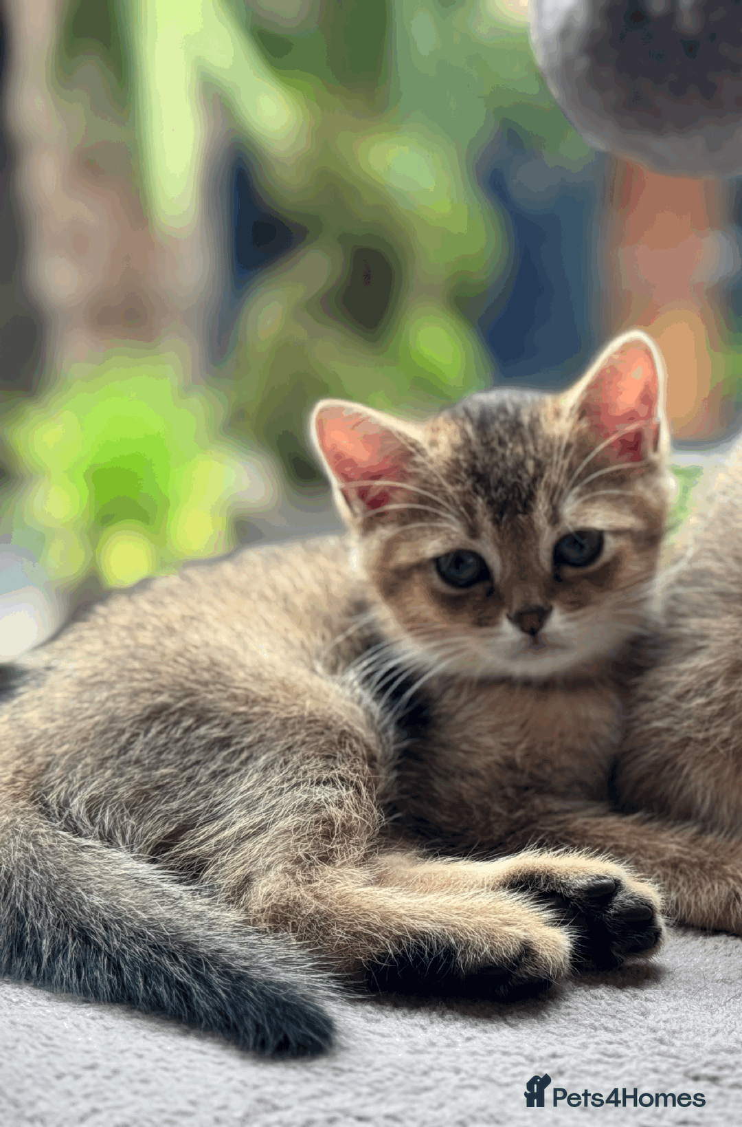 British Shorthair cats for sale: British shorthair - Image 11