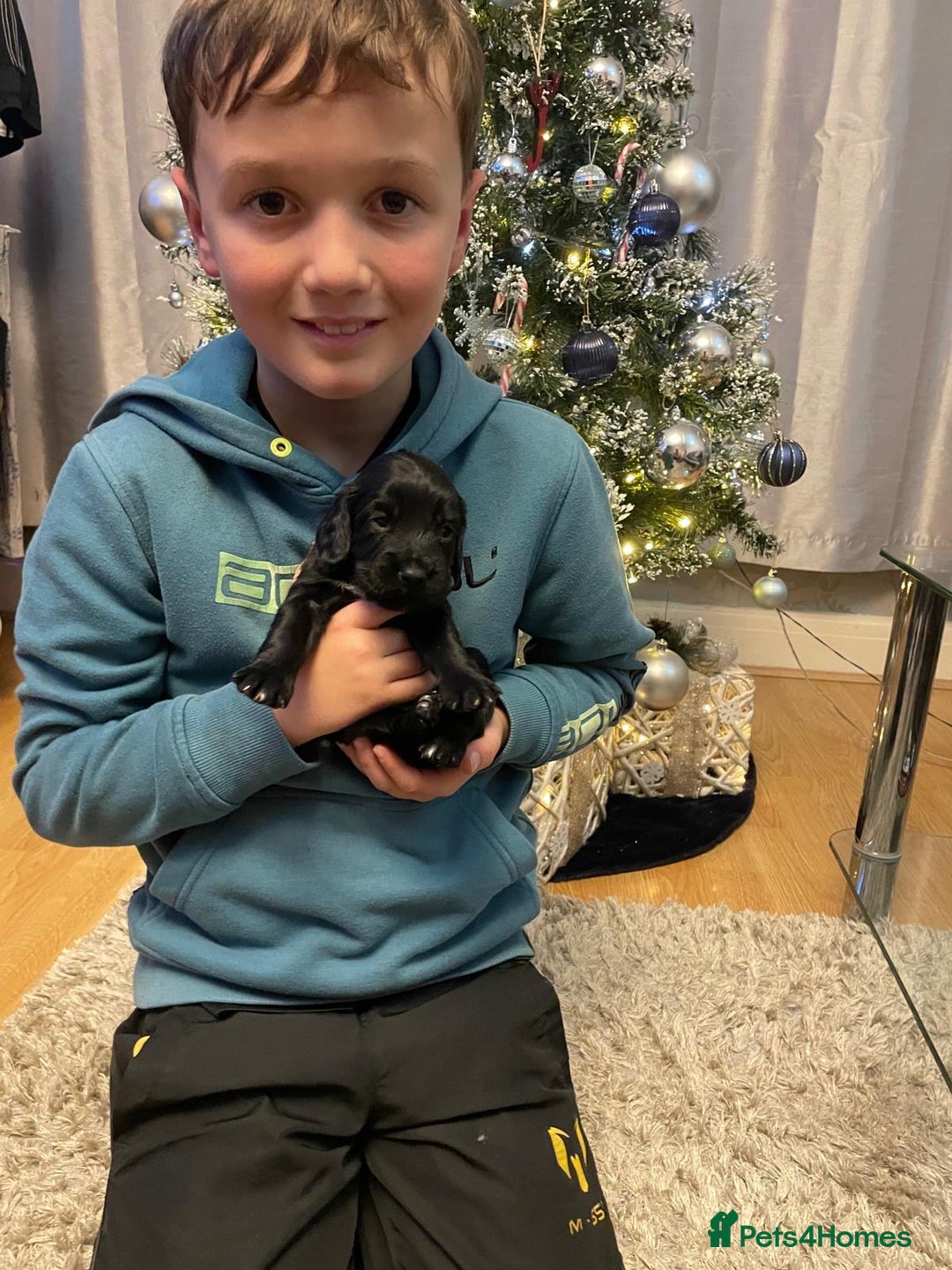 Cocker Spaniel dogs for sale: Cocker Spaniel  - Advert 11