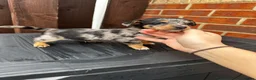 Dachshund dogs for sale: Jackshund puppies looking for a place to call home - Advert 12