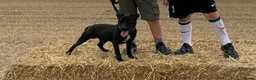 Patterdale Terrier dogs for stud: Proven Patterdale terrier for stud  - Advert 1