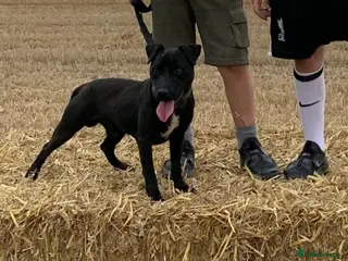 Patterdale Terrier dogs Proven Patterdale terrier for stud - Advert 1