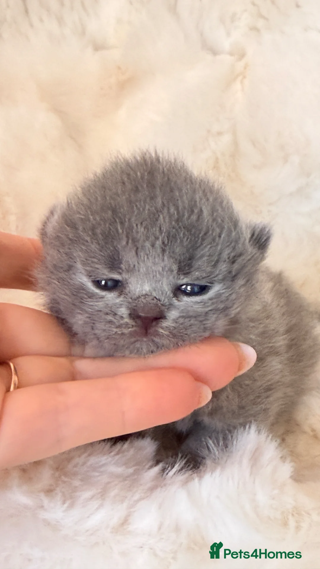 British Shorthair cats for sale: Exceptional quality champions line GCCF/TICA  reg - Advert 1