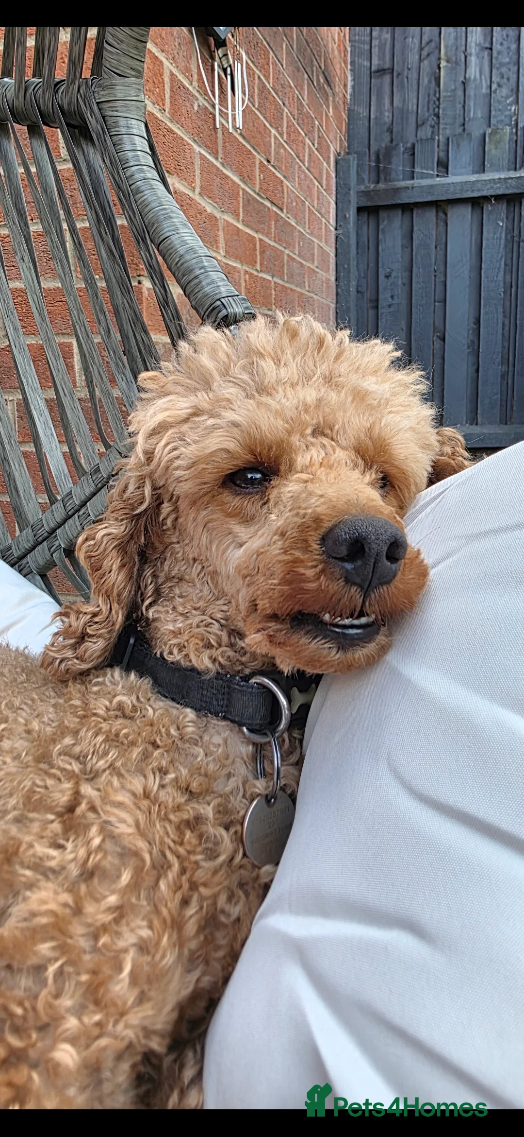 Toy Poodle dogs for stud: For stud toy poodle £125 - Advert 3