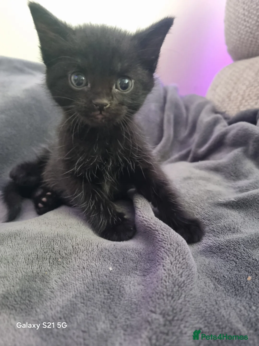 Mixed Breed cats for sale: long-haired kittens looking for a loving home - Advert 14