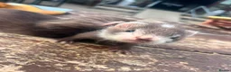 Ferret rodents for sale: 8 Beautiful Angora Cross Baby Polecats - Advert 3