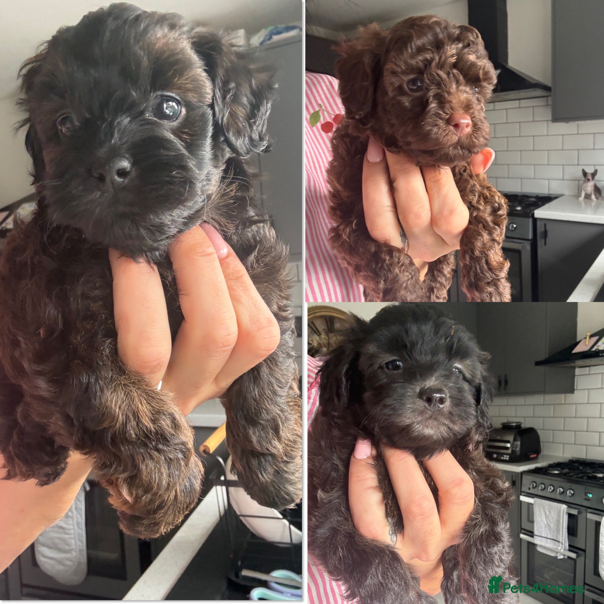 Shihpoo dogs Adorable F1B Shihpoo puppies ready 9/8/26 🧸🤎🐾 - Advert 8