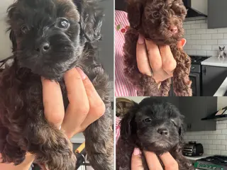Shihpoo dogs Adorable F1B Shihpoo puppies ready 9/8/26 🧸🤎🐾 - Advert 8