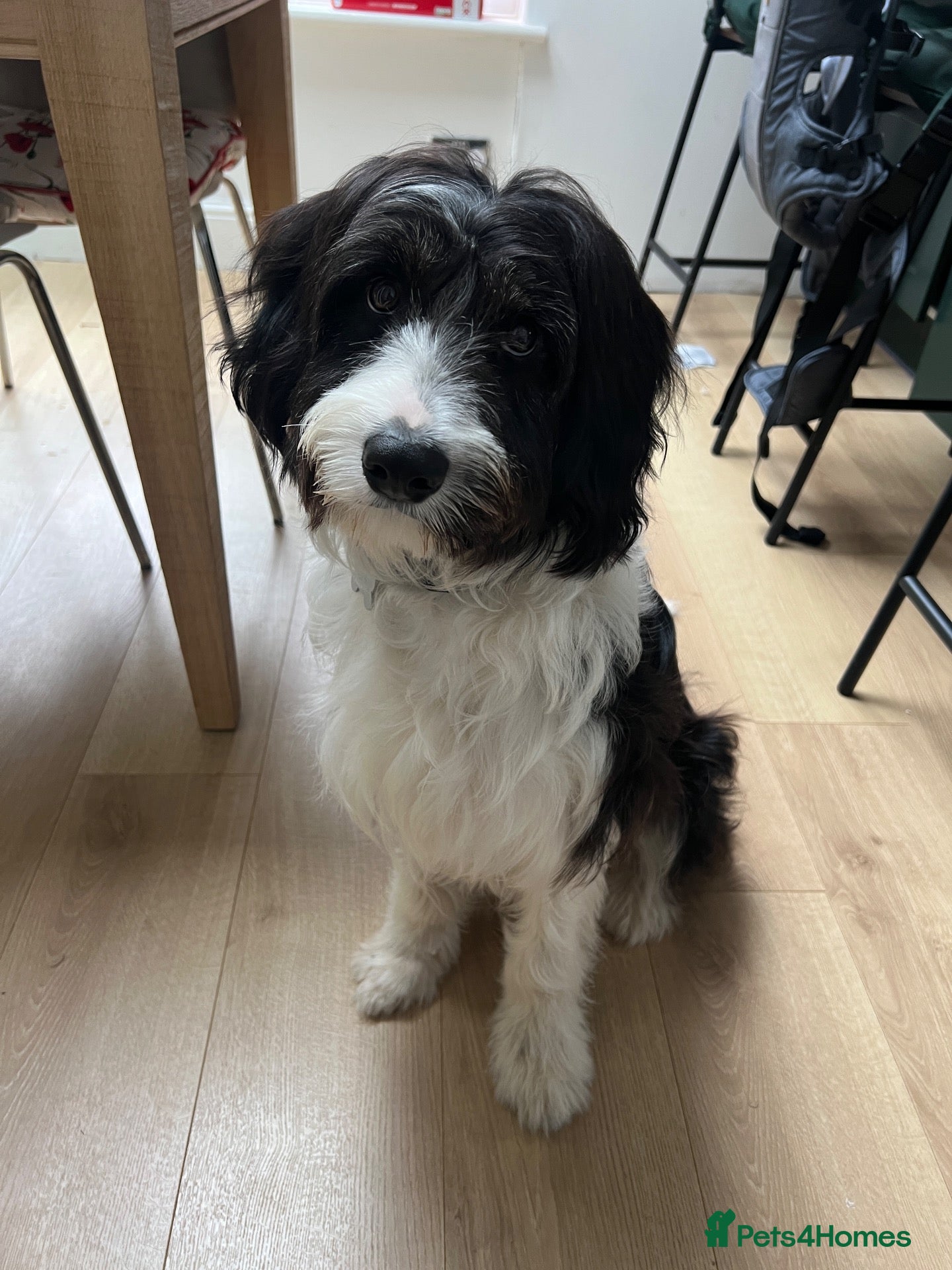 Mixed Breed dogs Border Collie × Cockapoo – Active Home Wanted - Advert 9