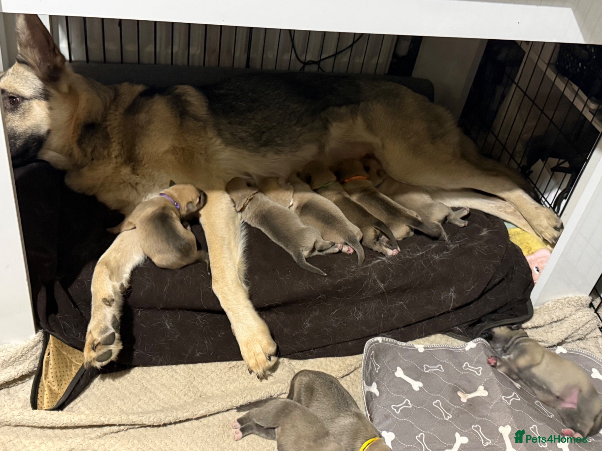 Mixed Breed dogs German shepherd x American Bully  - Advert 14