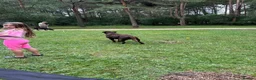 Labrador Retriever dogs for stud: KC Registered chocolate Labrador stud - Advert 7