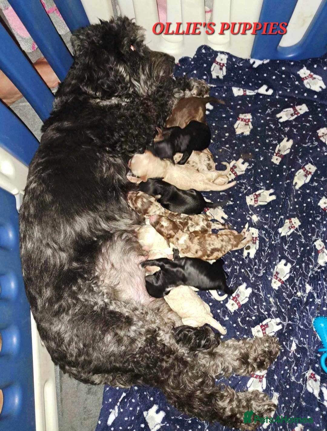 Goldendoodle dogs for stud: FULLY HEALTH TESTED! MOYEN POODLE STUD! in Kettering - Image 33