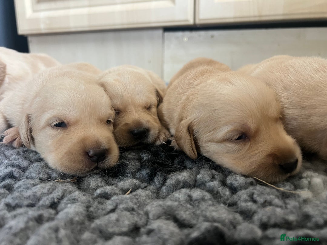 Goldador dogs for sale: Beautiful goldador puppies - Image 4