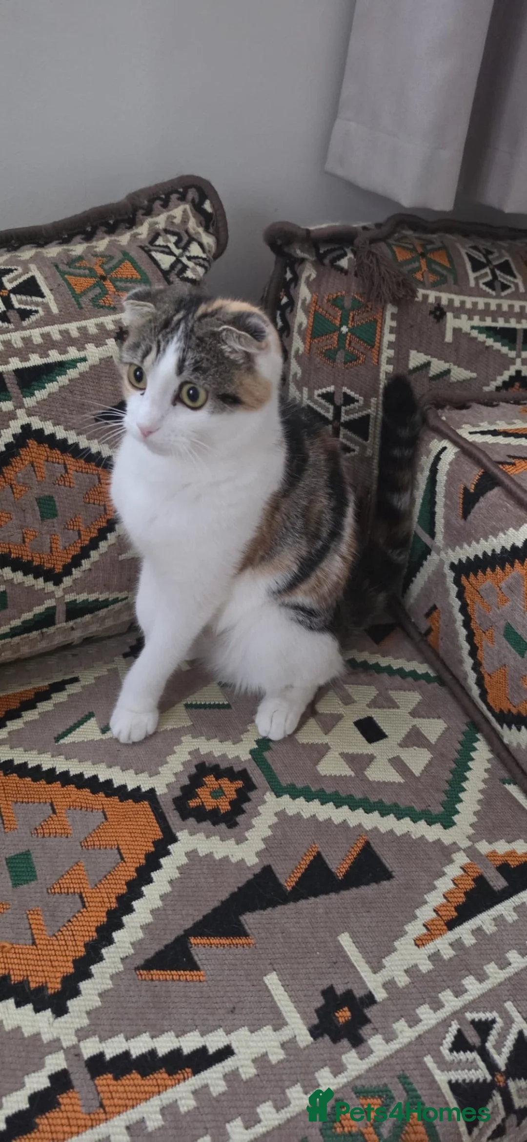 Mixed Breed cats for sale: 🐱 Beautiful 10-month-Old Calico Scottish Fold Cat - Advert 5
