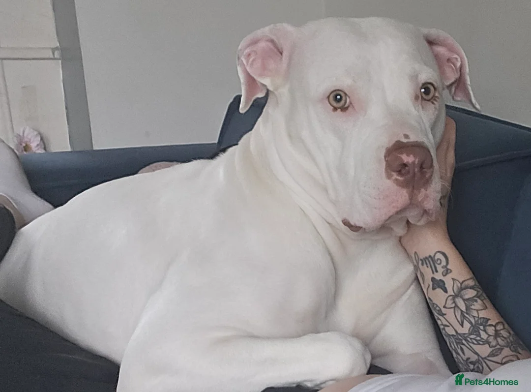 Mixed Breed dogs for sale: Beautiful American bulldog / staffy - Advert 1