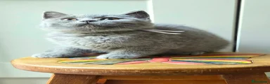 Chunky Blue British Shorthair (light Purple collar)