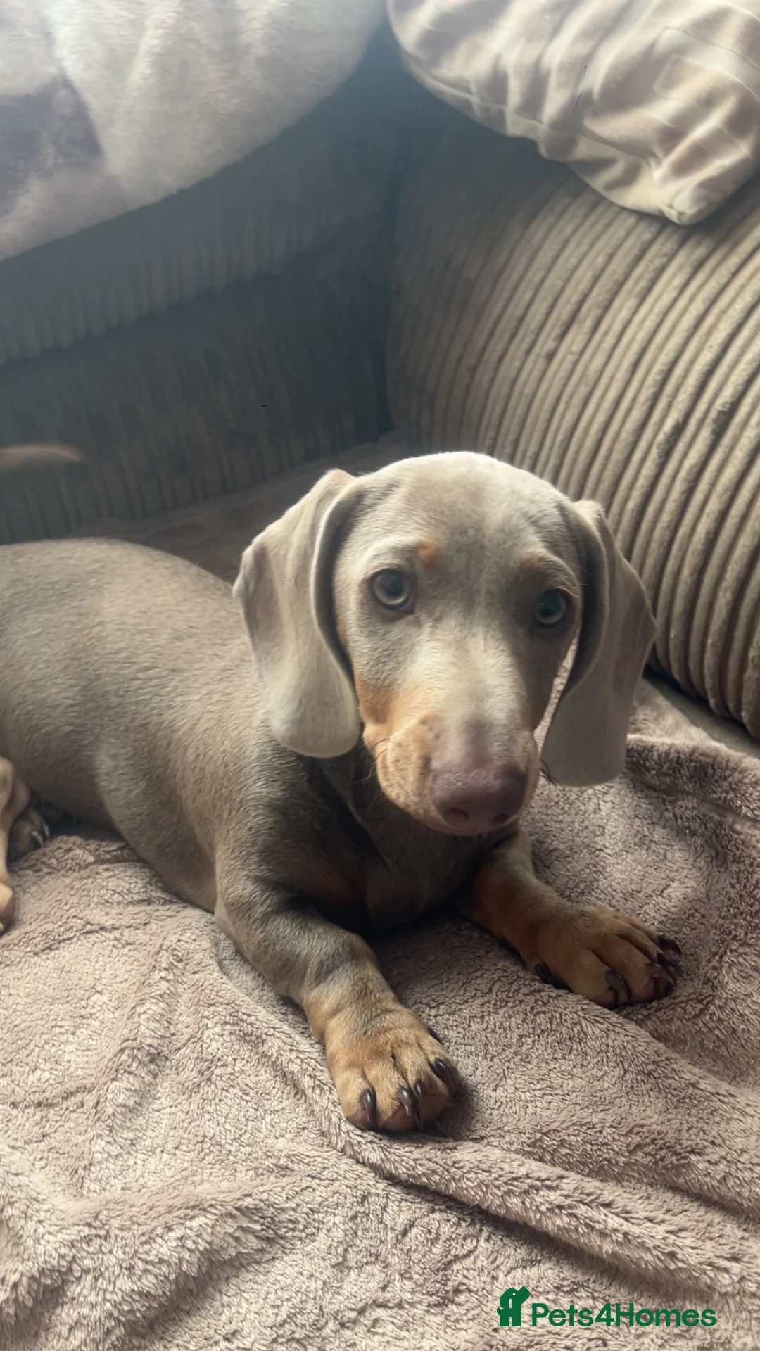 Miniature Dachshund dogs for sale: Beautiful boy dachshund - Advert 1