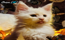 Maine Coon cats for sale: TICA Registered Kittens for Sale  - Image 11