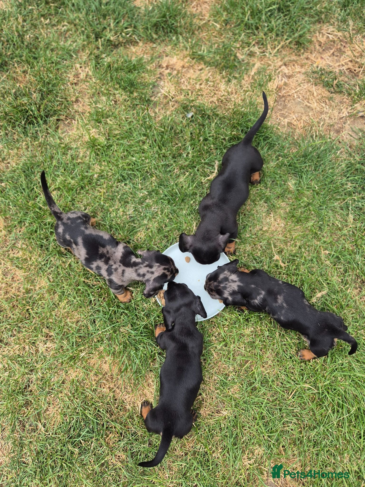 Miniature Dachshund dogs Stunning KC Reg, PRA Clear dachshund pupies - Advert 1