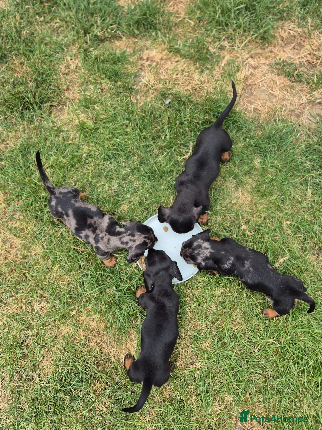 Miniature Dachshund dogs for sale: Stunning KC Reg, PRA Clear dachshund pupies - Advert 1