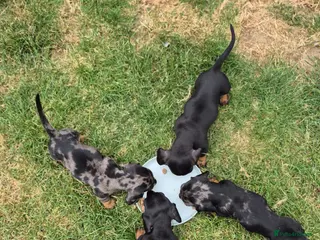 Miniature Dachshund dogs Stunning KC Reg, PRA Clear dachshund pupies - Advert 2