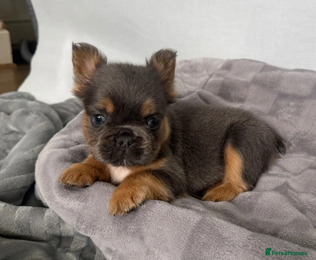 French Bulldog dogs for sale: Fluffy French Bulldog Puppies  - Advert 2