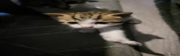 Mixed Breed cats for sale: Gorgeous bengal cross kittens. - Advert 6