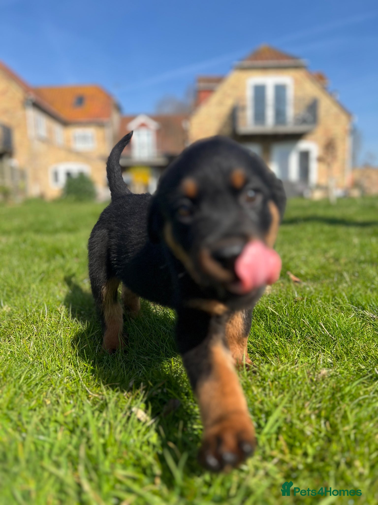 Rottweiler dogs Ready to leave Gorgeous last female Rottweiler - Advert 7