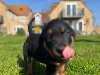 Rottweiler dogs Ready to leave Gorgeous last female Rottweiler - Advert 7