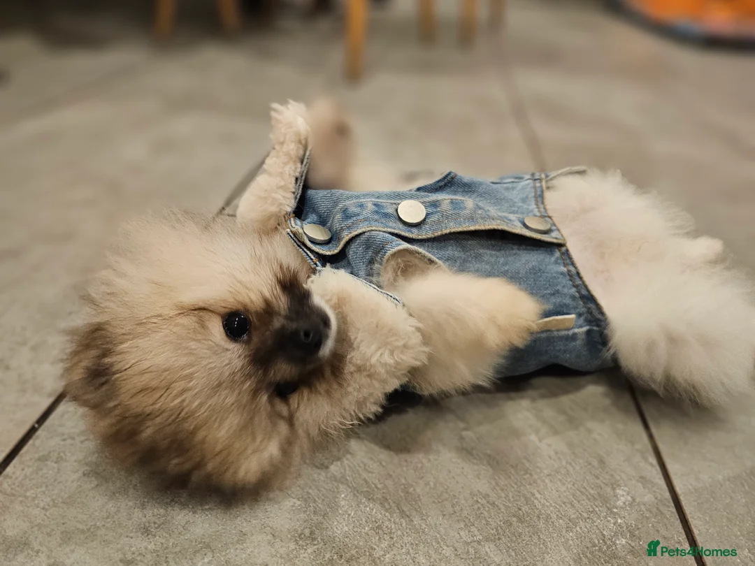 Pomeranian dogs for sale: Laura - Advert 6
