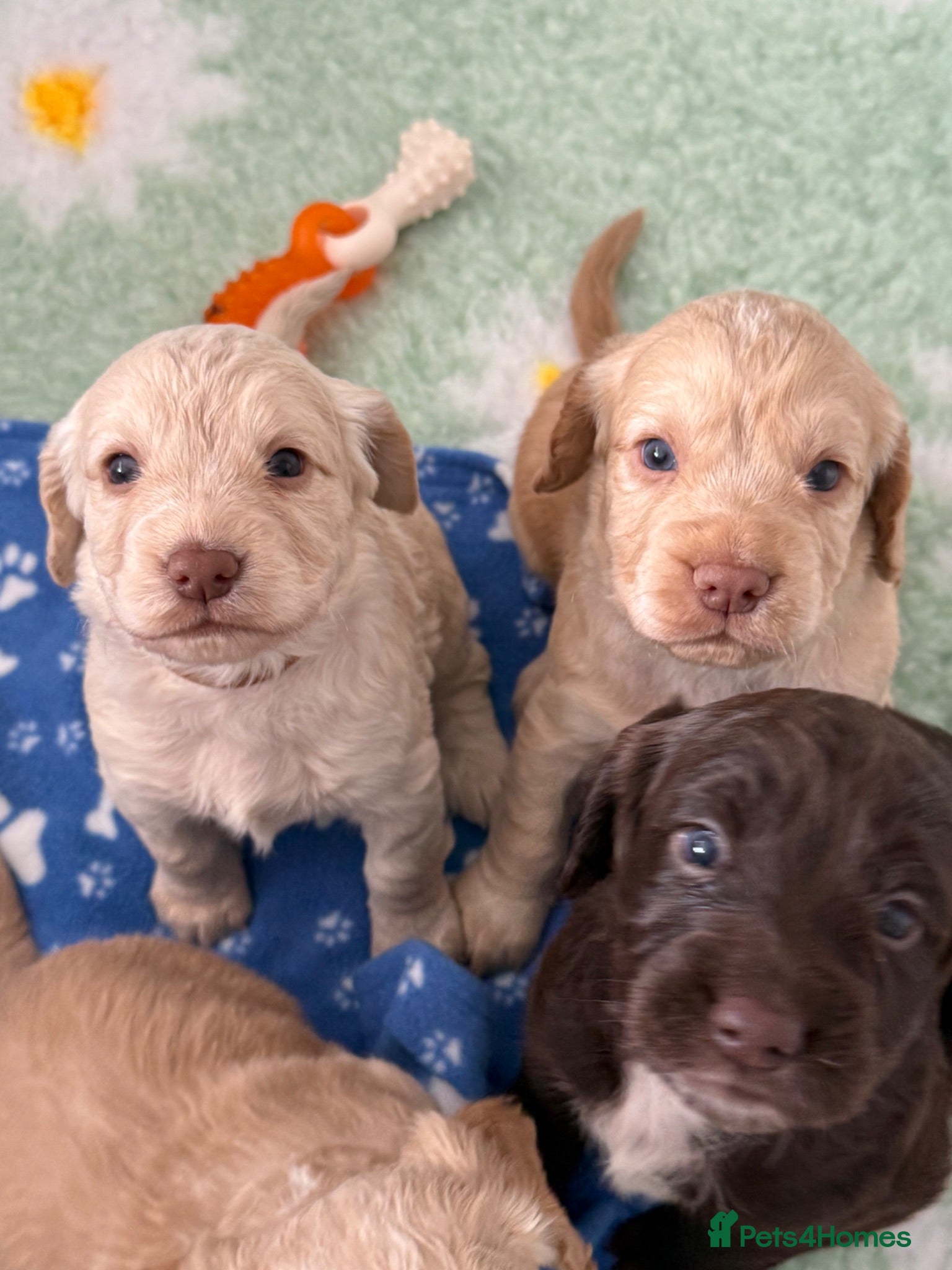 Cocker Spaniel dogs READY NOW home bred working cockers  - Advert 1
