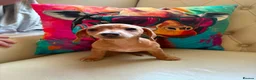 Jackshund dogs for sale: Jack Russell x dachshund  - Advert 3