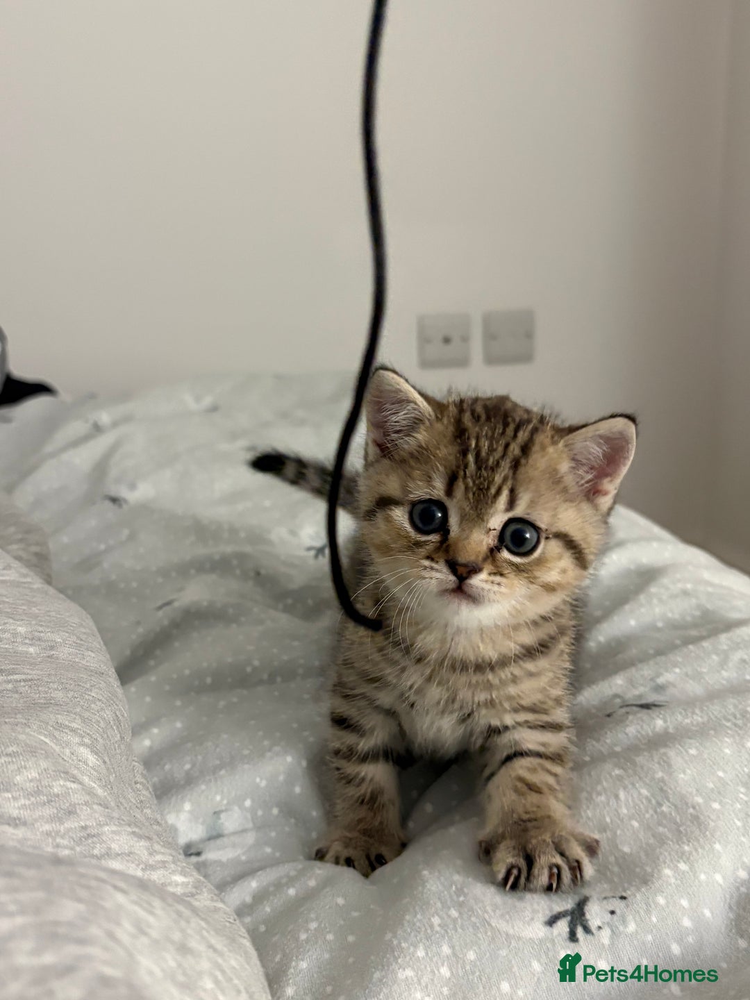 Scottish Fold cats for sale: Scottish fold kittens for sale - Advert 10