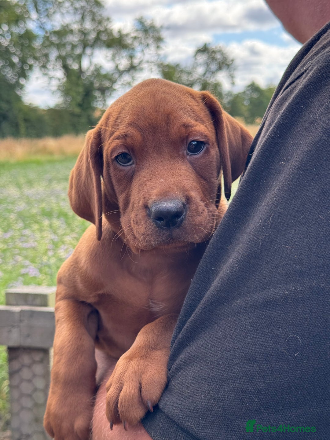 Labrador Retriever dogs for sale: Ready to leave - Exceptional Fox Red Labradors  - Image 38