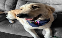 Golden Retriever dogs for sale: Beautiful KC Registered Golden Retriever Puppies - Image 15