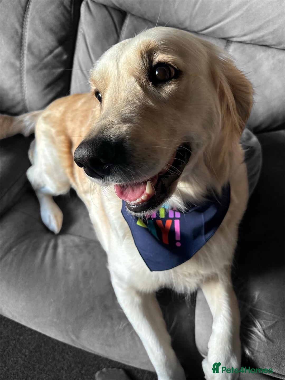 Golden Retriever dogs for sale: Beautiful KC Registered Golden Retriever Puppies - Image 15